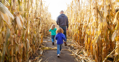 Family walking through a corn maze in the fall